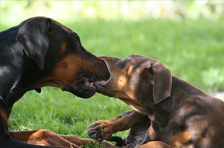 Dobermann Be-Barong Dumbledore aka Eddie billede 2