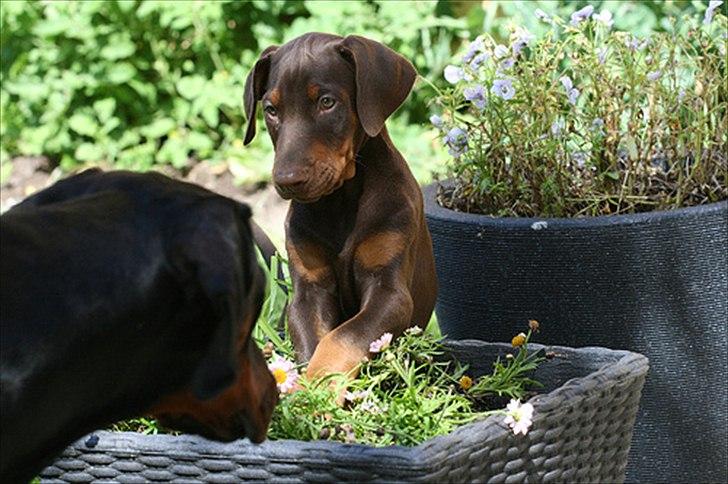 Dobermann Be-Barong Dumbledore aka Eddie billede 3