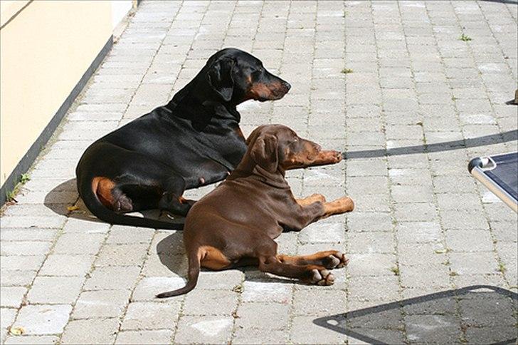 Dobermann Be-Barong Dumbledore aka Eddie billede 4