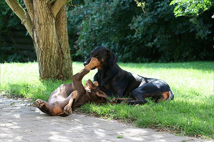 Dobermann Be-Barong Dumbledore aka Eddie billede 5