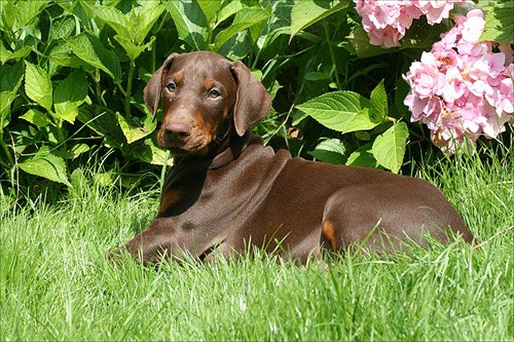 Dobermann Be-Barong Dumbledore aka Eddie billede 6