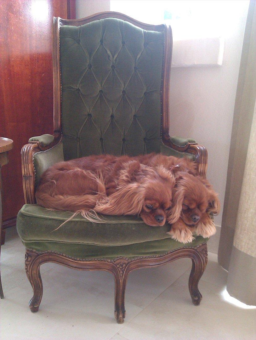 Cavalier king charles spaniel Barquisha - Barquisha putter med sin mor Ascha billede 7