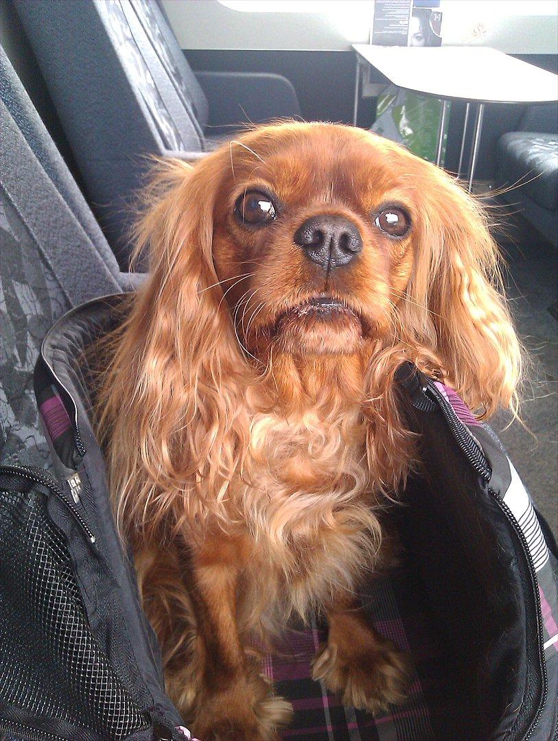 Cavalier king charles spaniel Barquisha - Togtur..."Mor er vi der snart"  billede 8
