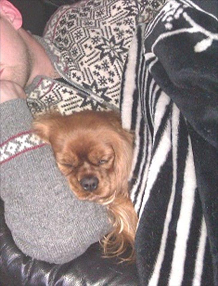 Cavalier king charles spaniel Barquisha - Får sig en lur i fars arm billede 9