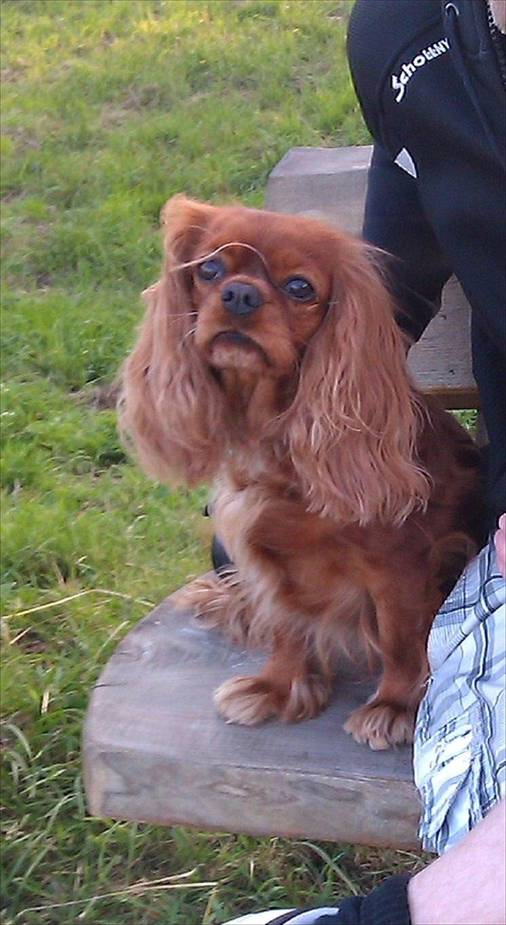 Cavalier king charles spaniel Barquisha - Sankt Hans billede 10