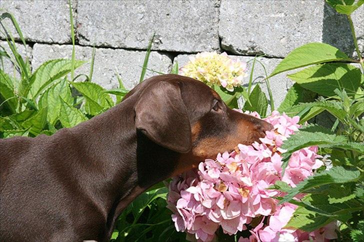Dobermann Be-Barong Dumbledore aka Eddie billede 7