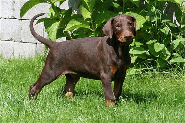 Dobermann Be-Barong Dumbledore aka Eddie billede 8