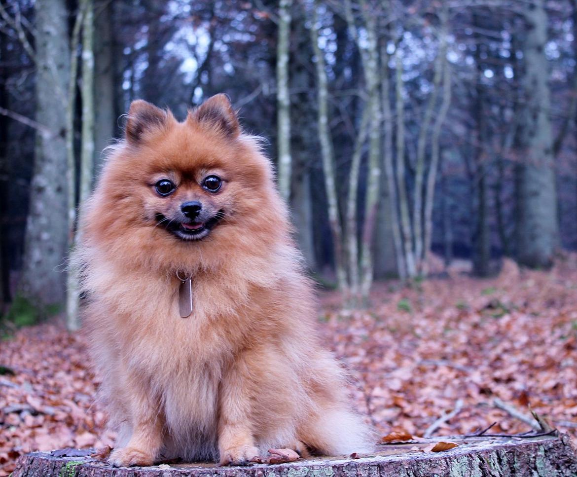 Pomeranian Bianca billede 8