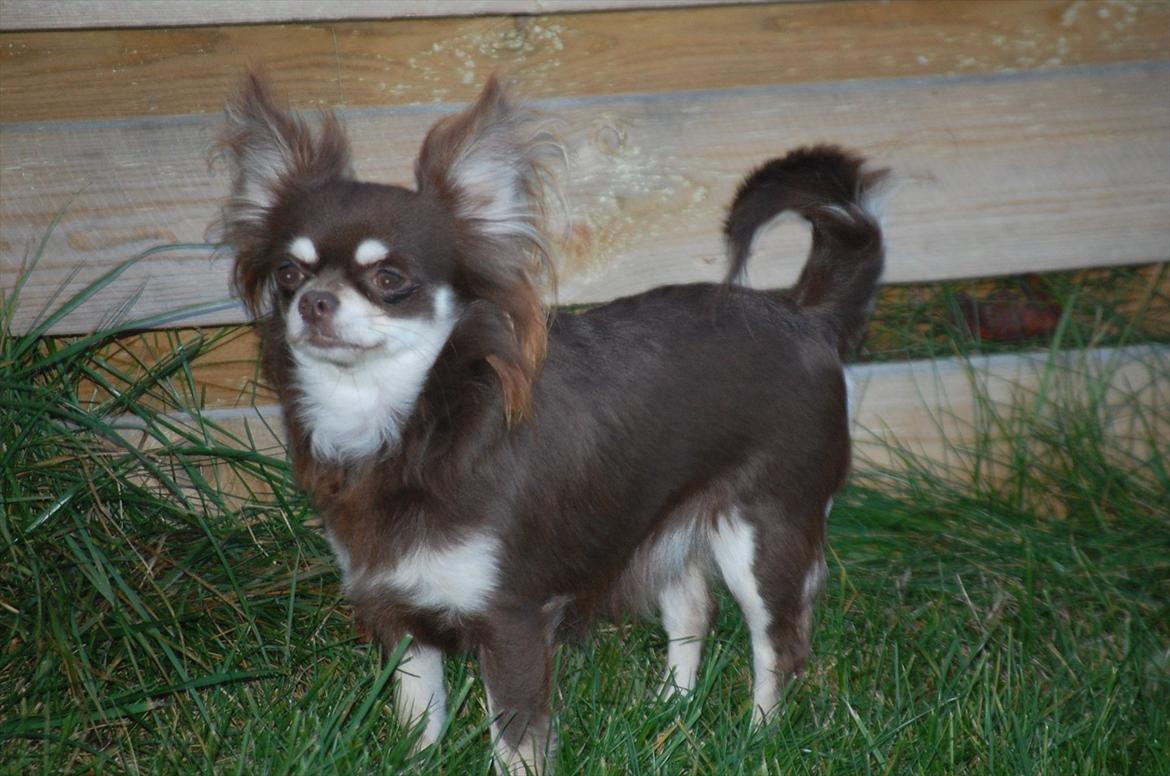 Chihuahua Ravns Begonie ~ Brusse billede 11