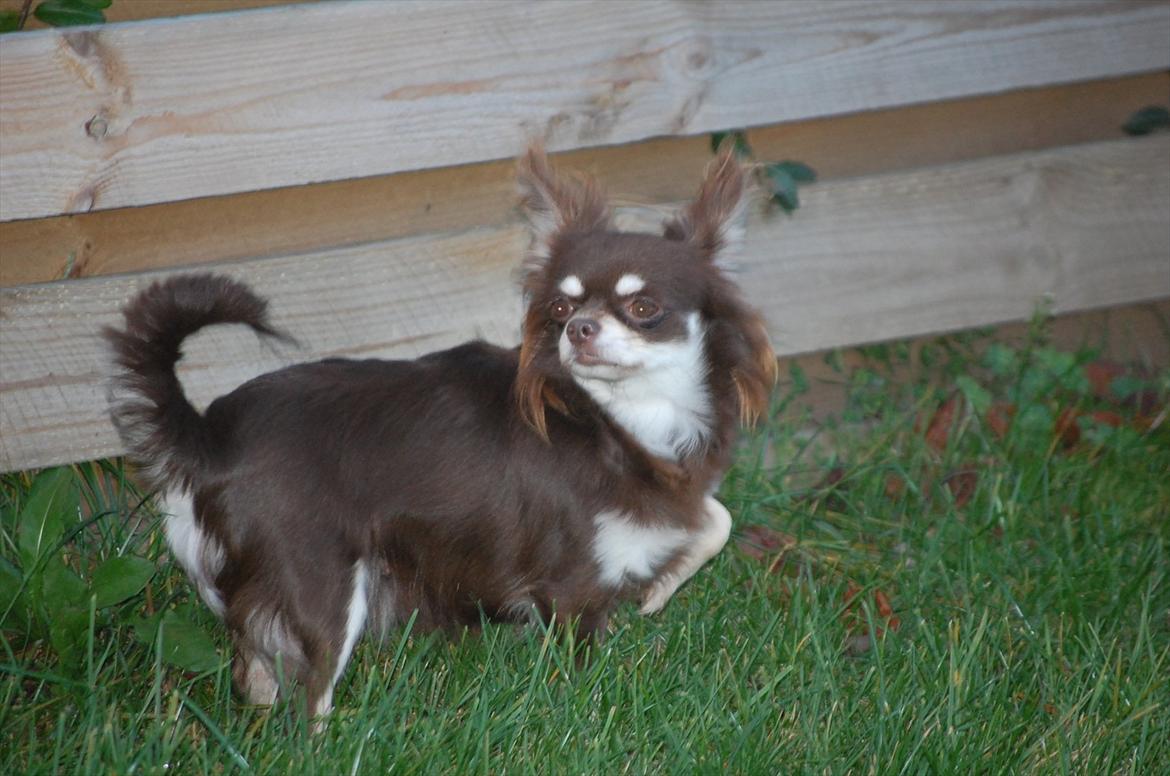 Chihuahua Ravns Begonie ~ Brusse billede 12