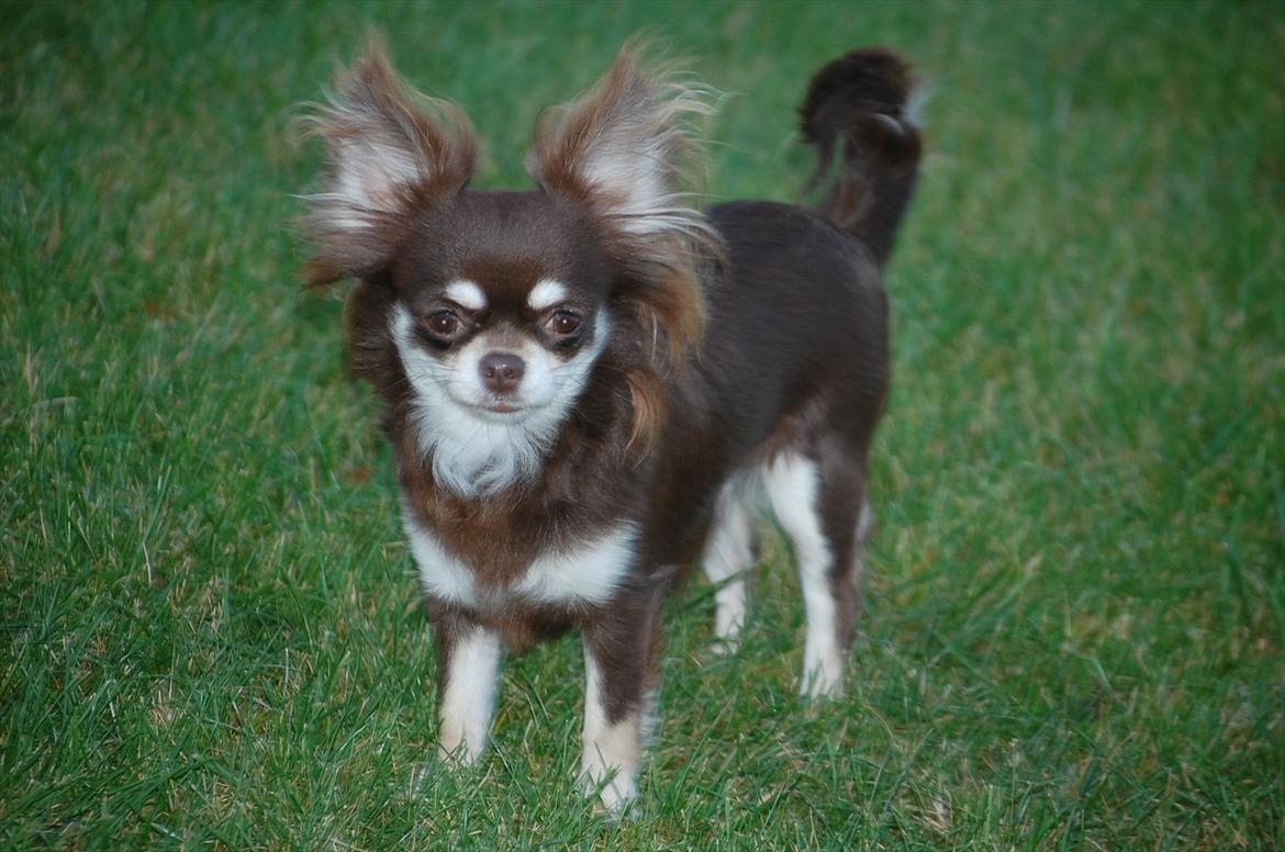 Chihuahua Ravns Begonie ~ Brusse billede 13