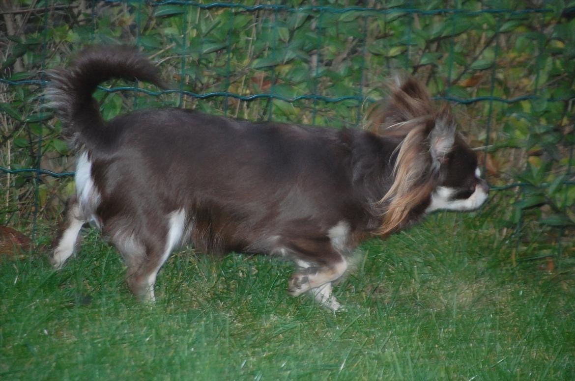 Chihuahua Ravns Begonie ~ Brusse billede 14