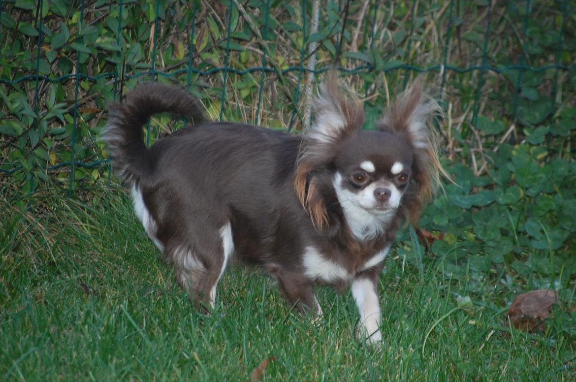 Chihuahua Ravns Begonie ~ Brusse billede 15