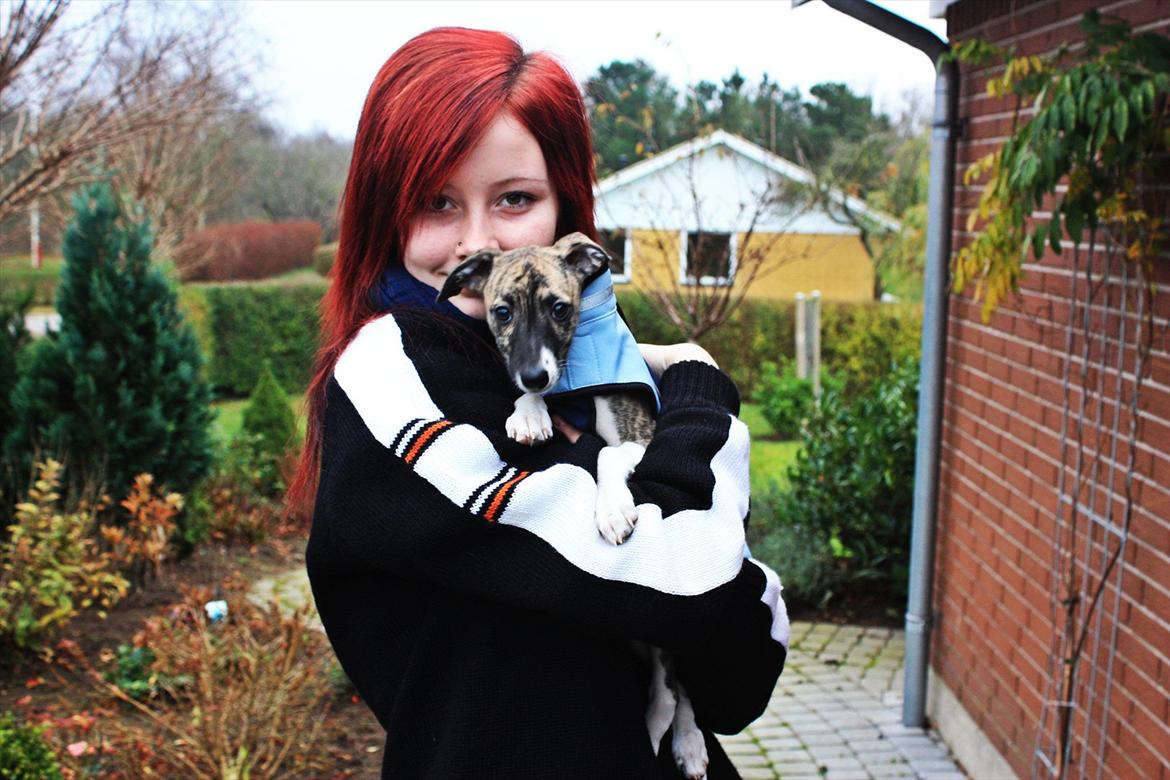 Whippet | Quinta billede 2