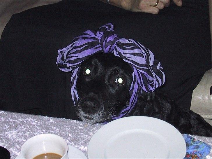 Blanding af racer Zita billede 2