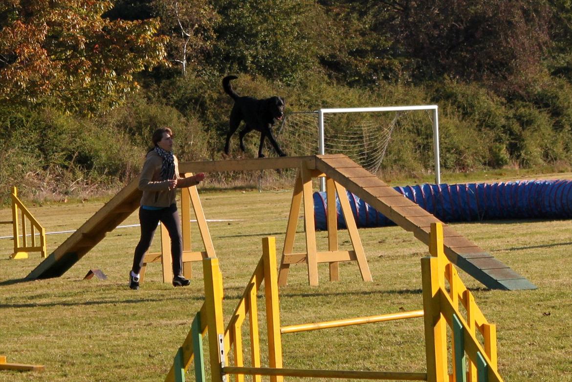 Blanding af racer Balto - Over balancen i Guldborgsund, 2010 :). billede 26