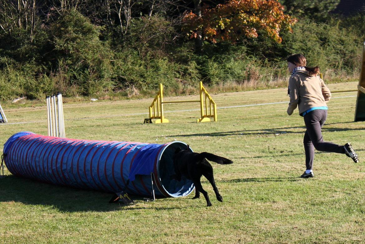 Blanding af racer Balto - Igennem tunnel, Guldborgsund. billede 27
