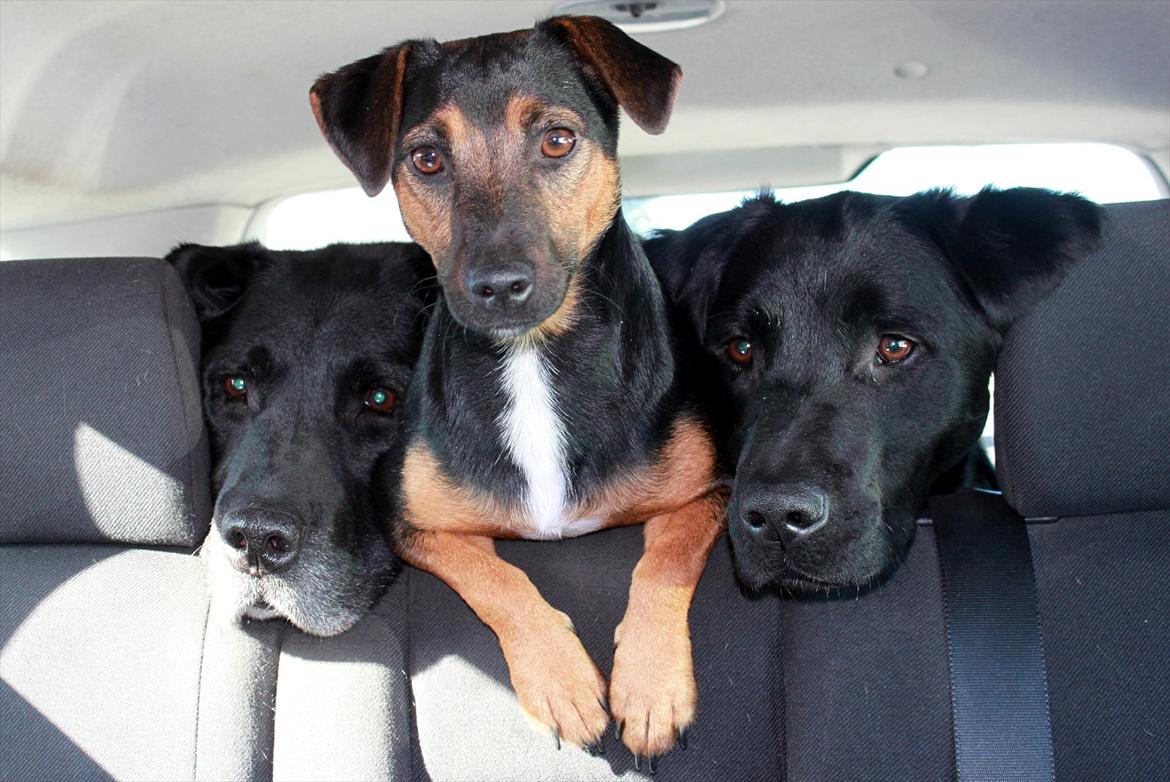 Labrador retriever Walder (Rest in Peace) - Hundene på vej til Guldborgsund! :D billede 15