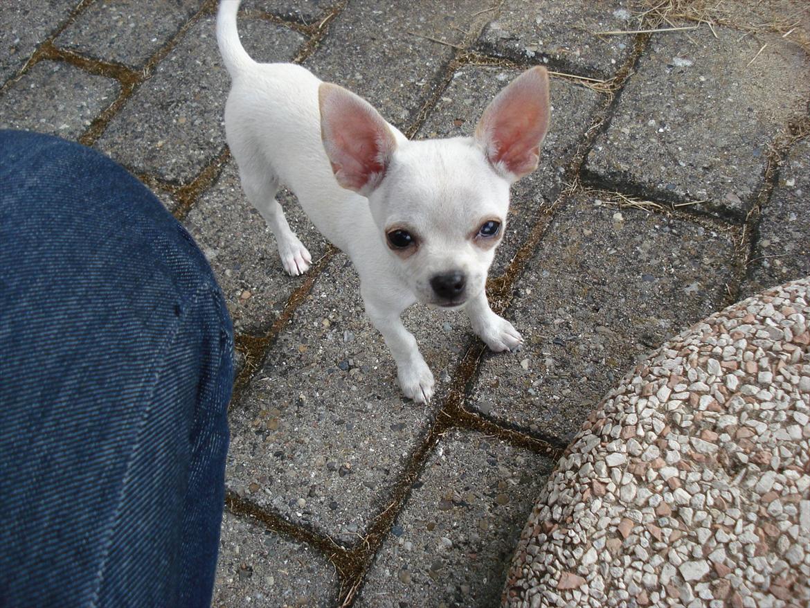 Chihuahua pitit - hvad laver du spørger hun om? billede 1