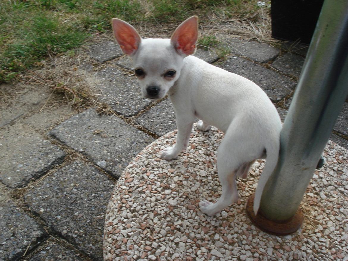 Chihuahua pitit - parasol holderren er god at stå på billede 2