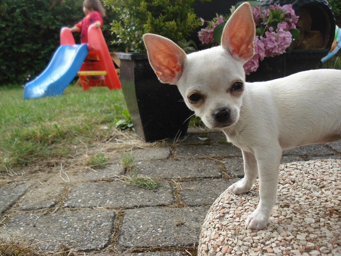 Chihuahua pitit - så fin hun er billede 3