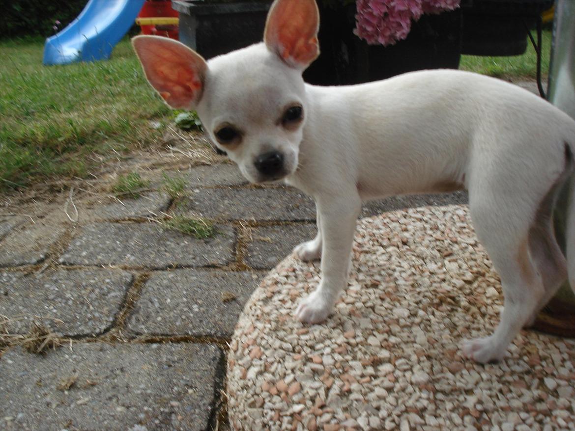Chihuahua pitit - hun er sååå søø billede 4
