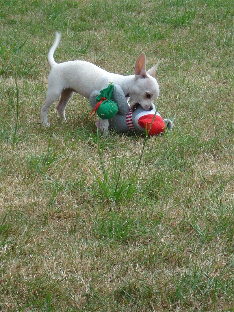 Chihuahua pitit - KAMPHUND!!! billede 5