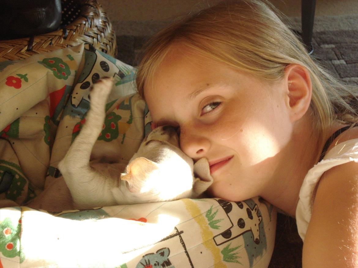 Chihuahua pitit - det er mig og pitit i blockhus billede 6