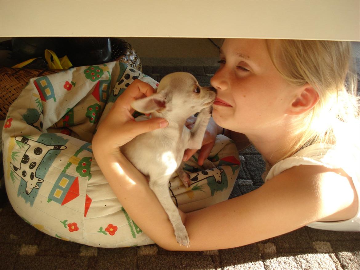 Chihuahua pitit - ahhrrgg! my face billede 7