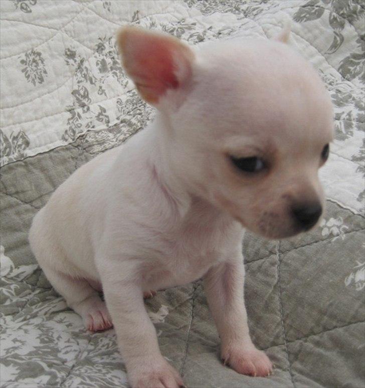 Chihuahua pitit - lille prot (der havde vi næsten lige fået hende) billede 8