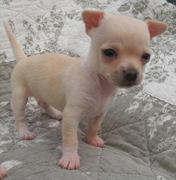 Chihuahua pitit - små øre! billede 9