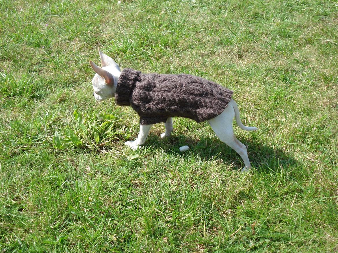 Chihuahua pitit - hun lusker rundt billede 10