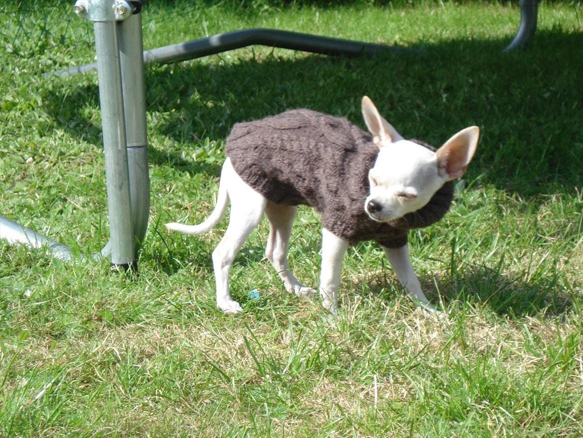 Chihuahua pitit - solen blinder billede 11