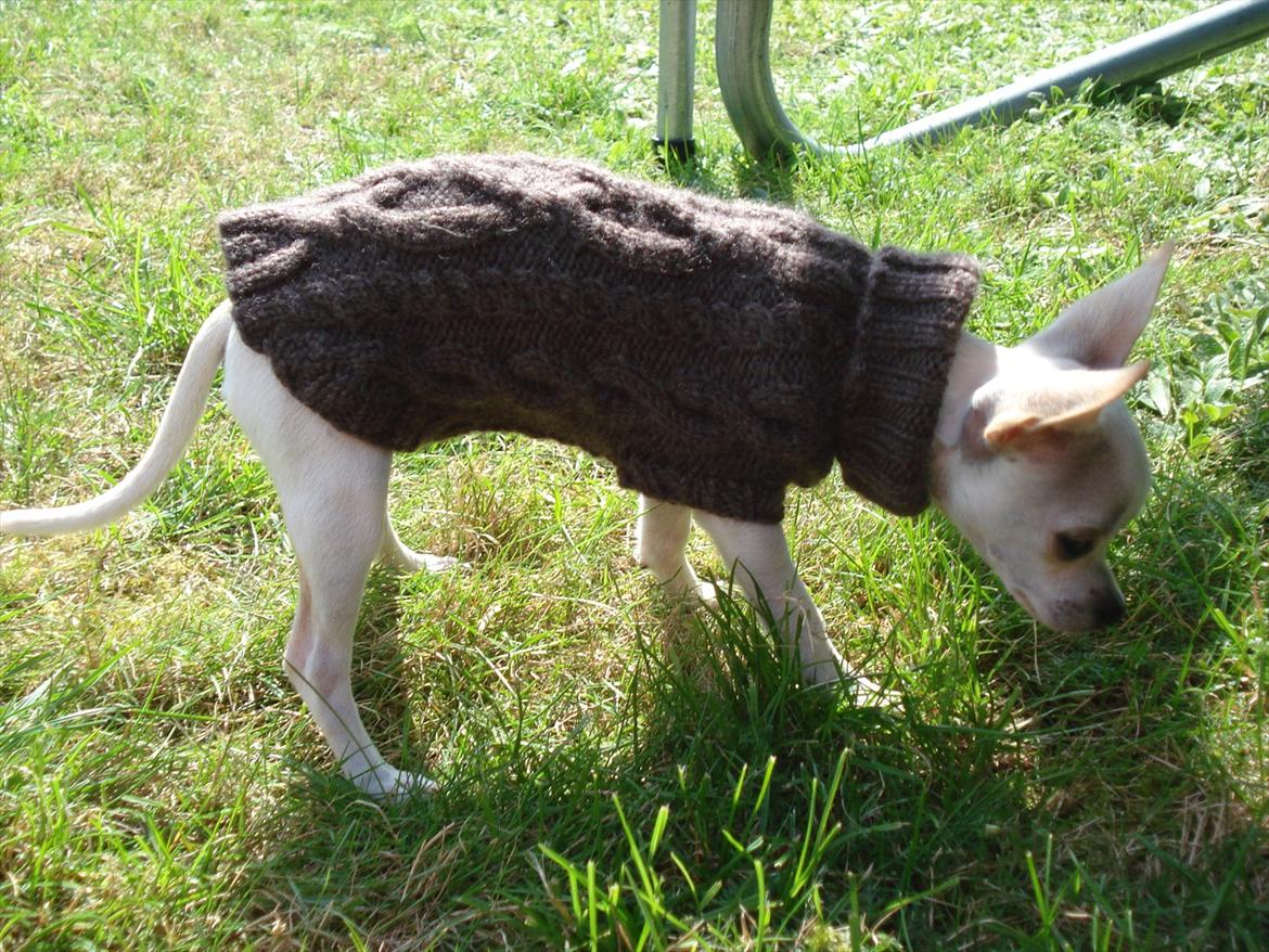 Chihuahua pitit - snus snus? billede 12