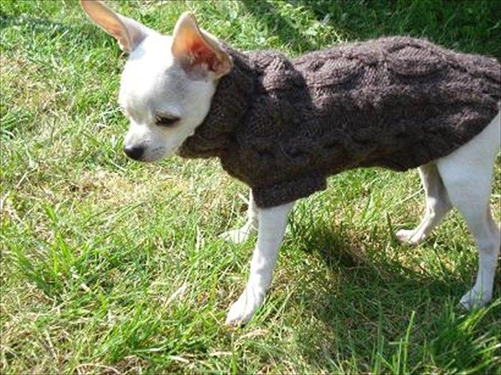 Chihuahua pitit - fino hund billede 13