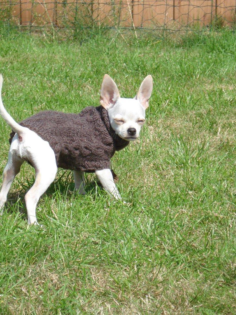 Chihuahua pitit - lukkede øjne billede 14