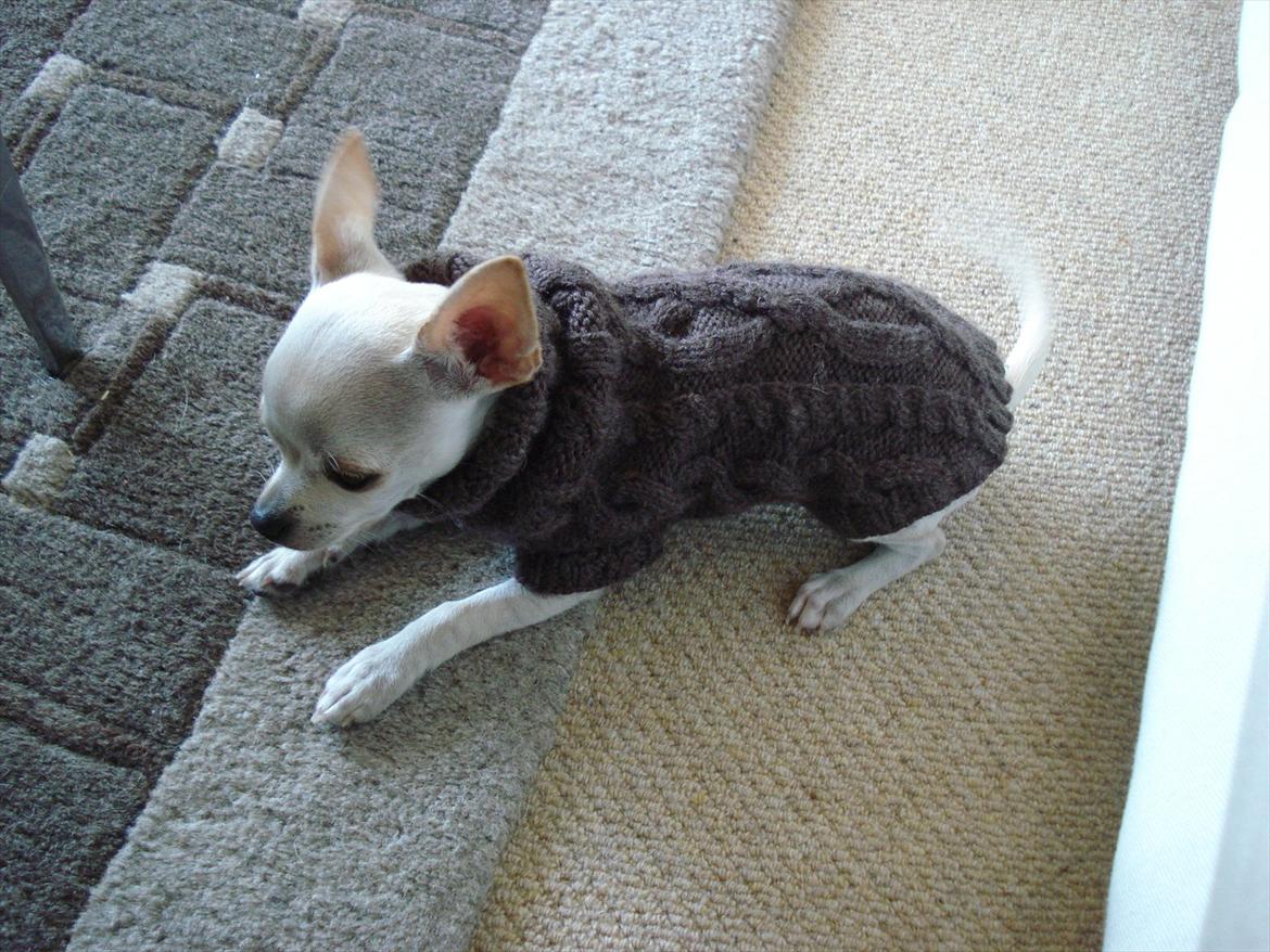 Chihuahua pitit - slaper af billede 15