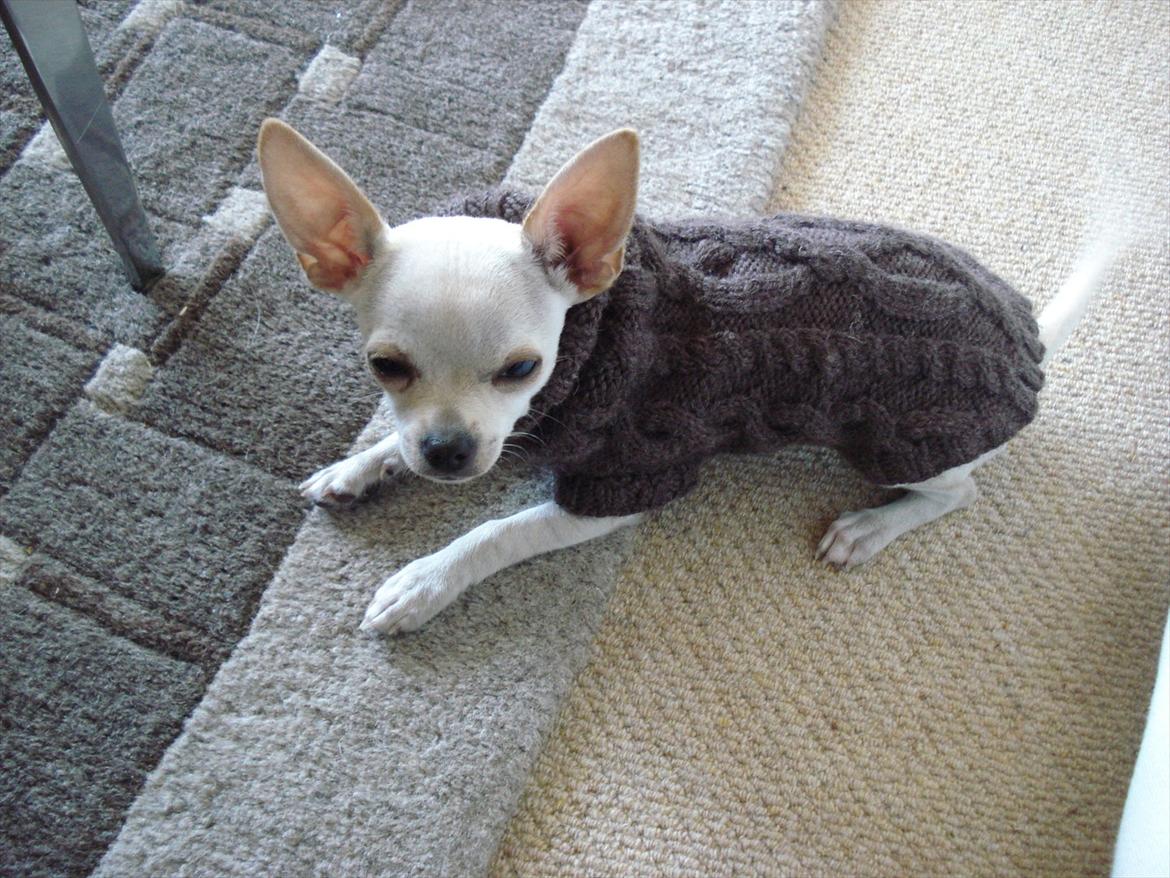 Chihuahua pitit - igen hun slapper af billede 16