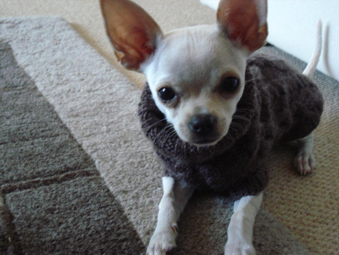 Chihuahua pitit - hun er da en lille model billede 17