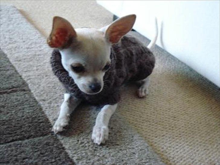 Chihuahua pitit - kigger på en flue billede 18