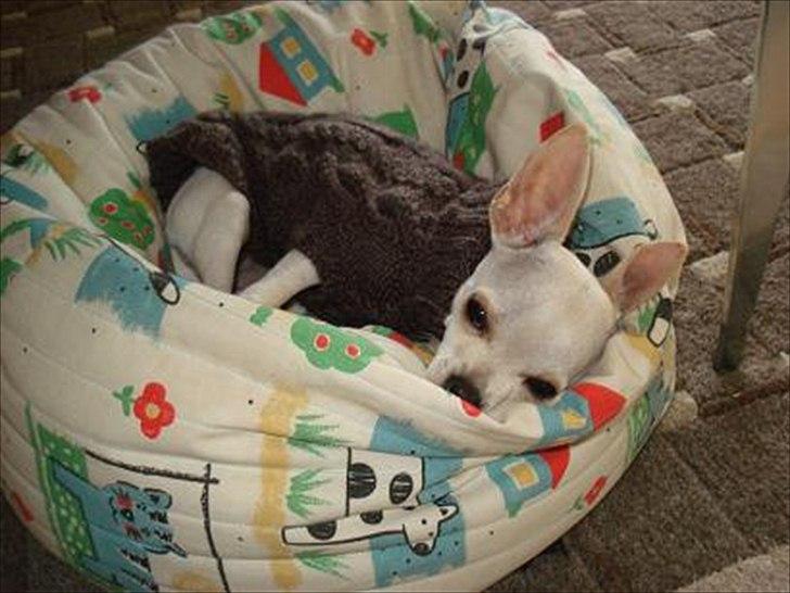 Chihuahua pitit - skøre hund billede 19