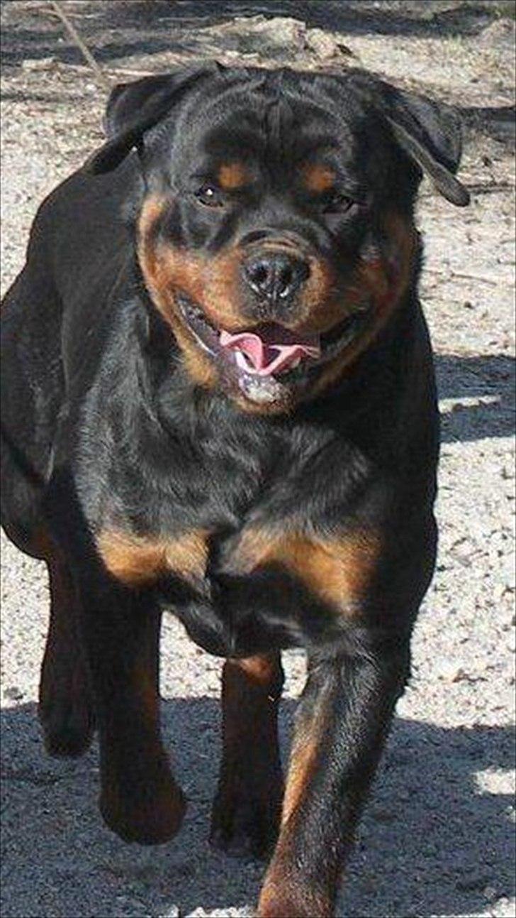 Rottweiler Lilla Aftonstjarnäs Number One (Cicco) - Hej, jeg hedder cicco billede 2