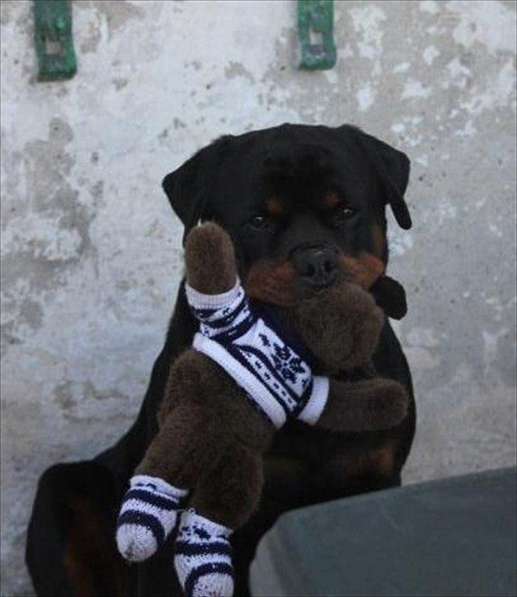 Rottweiler Lilla Aftonstjarnäs Number One (Cicco) - Cicco elsker bamser billede 3