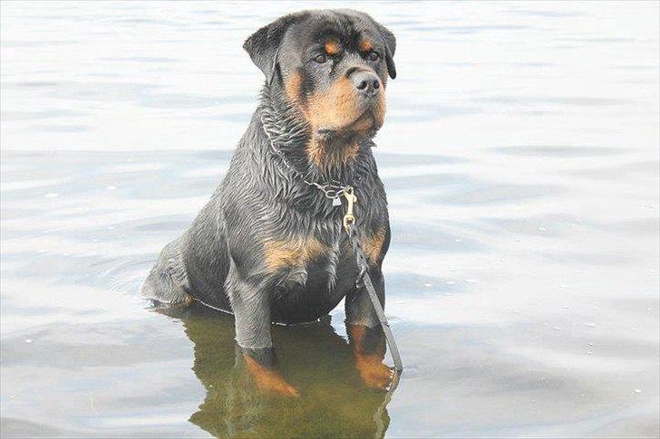 Rottweiler Lilla Aftonstjarnäs Number One (Cicco) billede 4