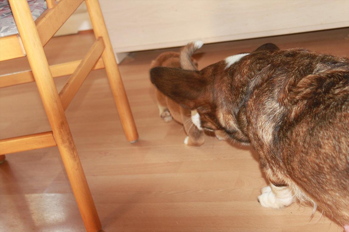 Welsh corgi cardigan Faarup Magic Moonlight billede 3