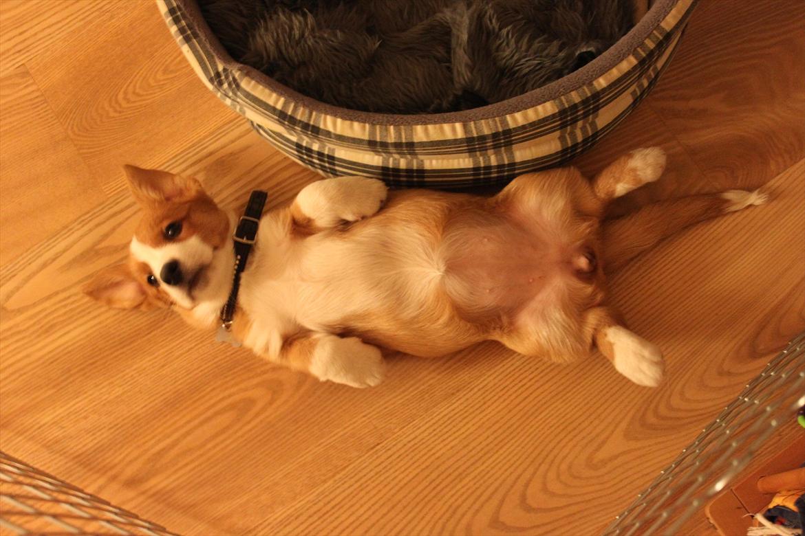 Welsh corgi cardigan Faarup Magic Moonlight billede 16