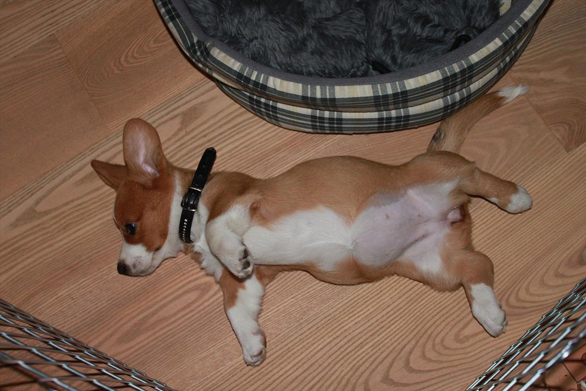 Welsh corgi cardigan Faarup Magic Moonlight billede 17