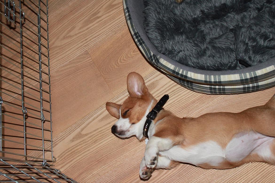 Welsh corgi cardigan Faarup Magic Moonlight billede 18