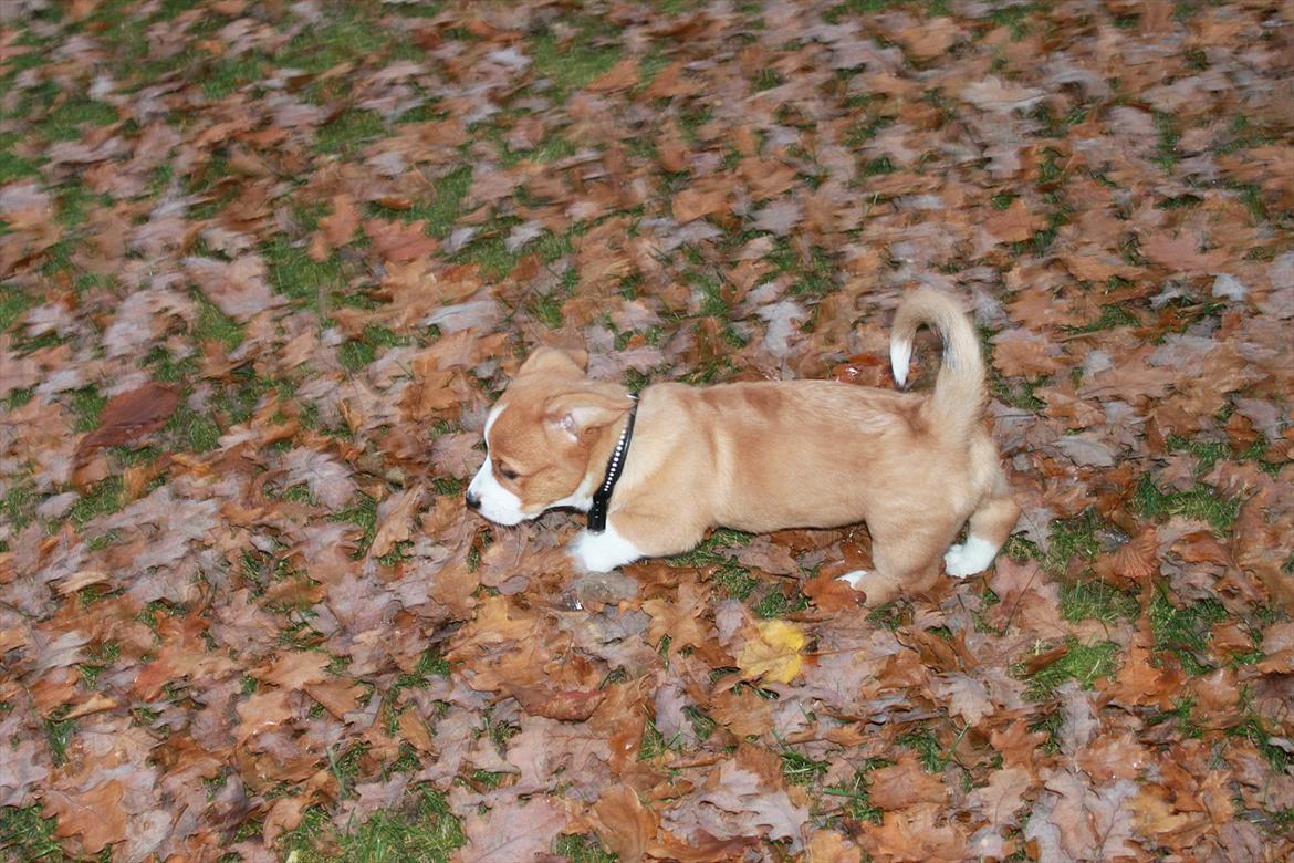 Welsh corgi cardigan Faarup Magic Moonlight billede 19