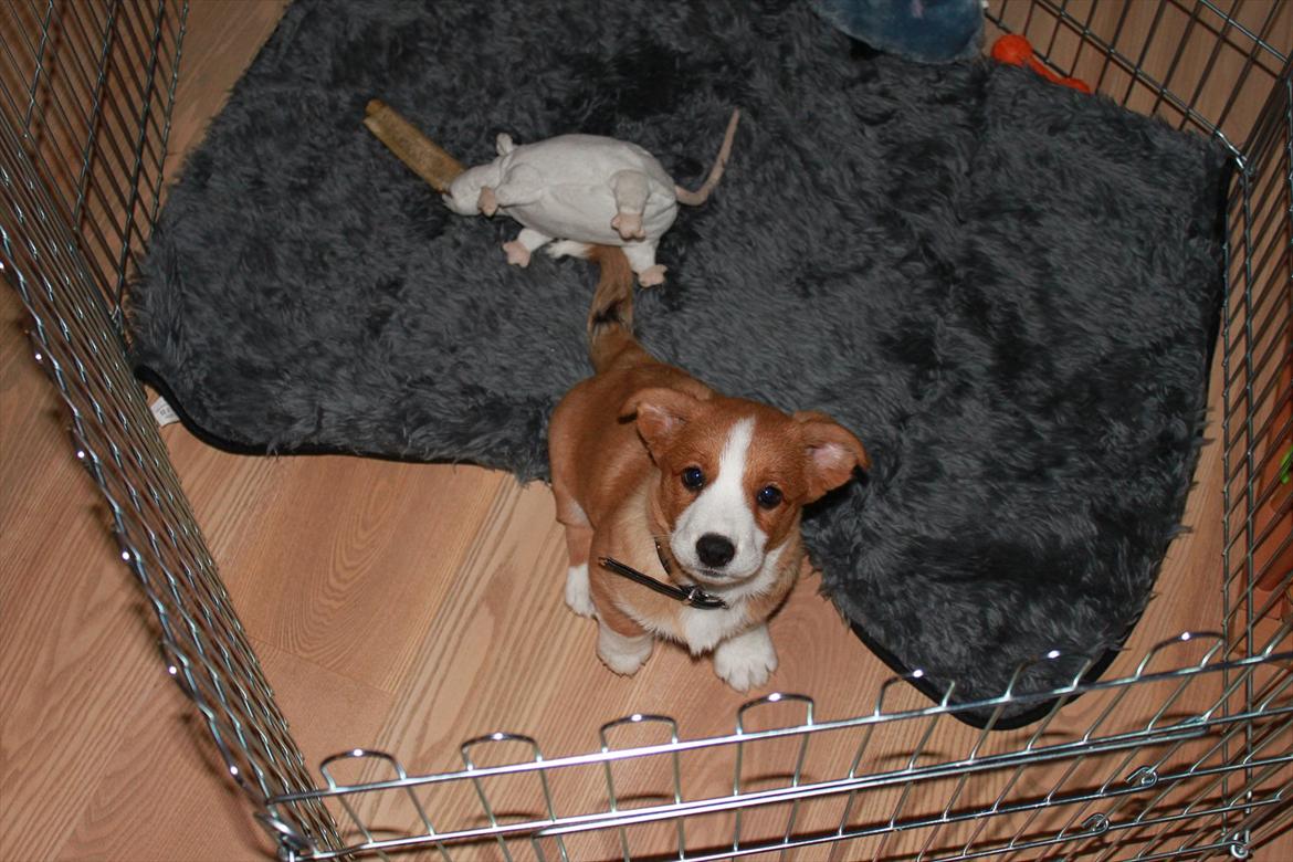 Welsh corgi cardigan Faarup Magic Moonlight billede 20